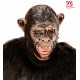 MASCHERA 3/4 CON BOCCA APERTA SCIMPANZE' WIDMANN